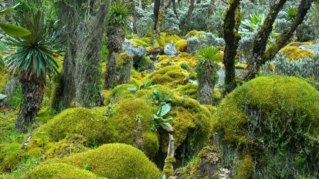 Afro-alpine vegetation on Mount Rwenzori, Uganda