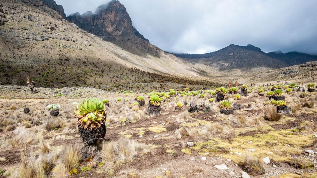 Afro-alpine landscape at Mount Kenya