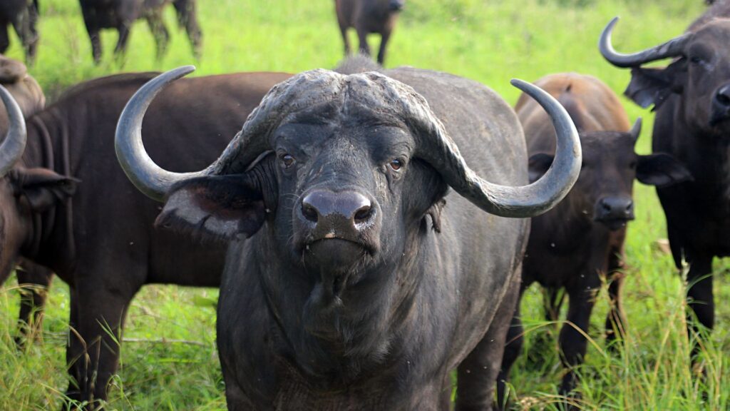 Cape buffalos