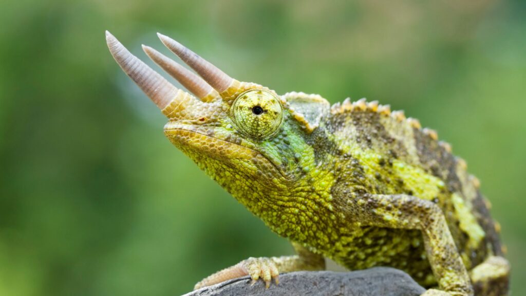 Jackson’s chameleon