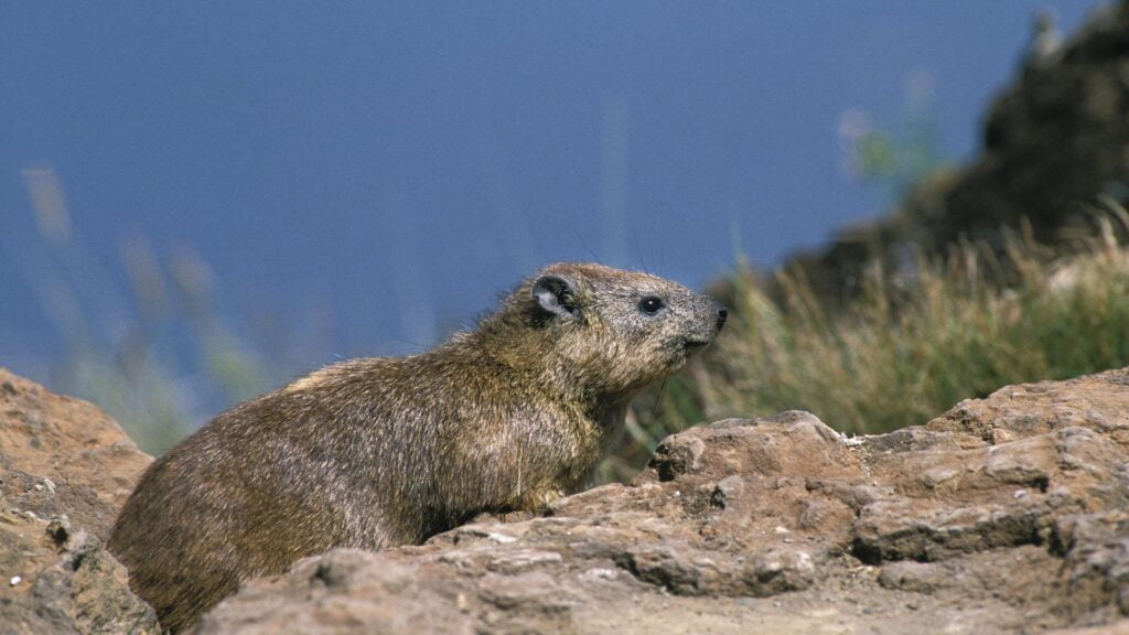 Mount Kenya hyrax
