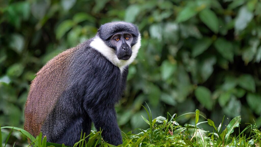 Sykes monkey