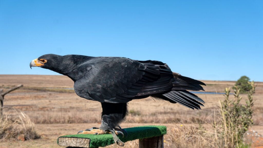 Verreaux’s eagle
