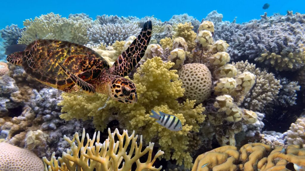 A Green Turtle swimming in the Great Barrier Reef