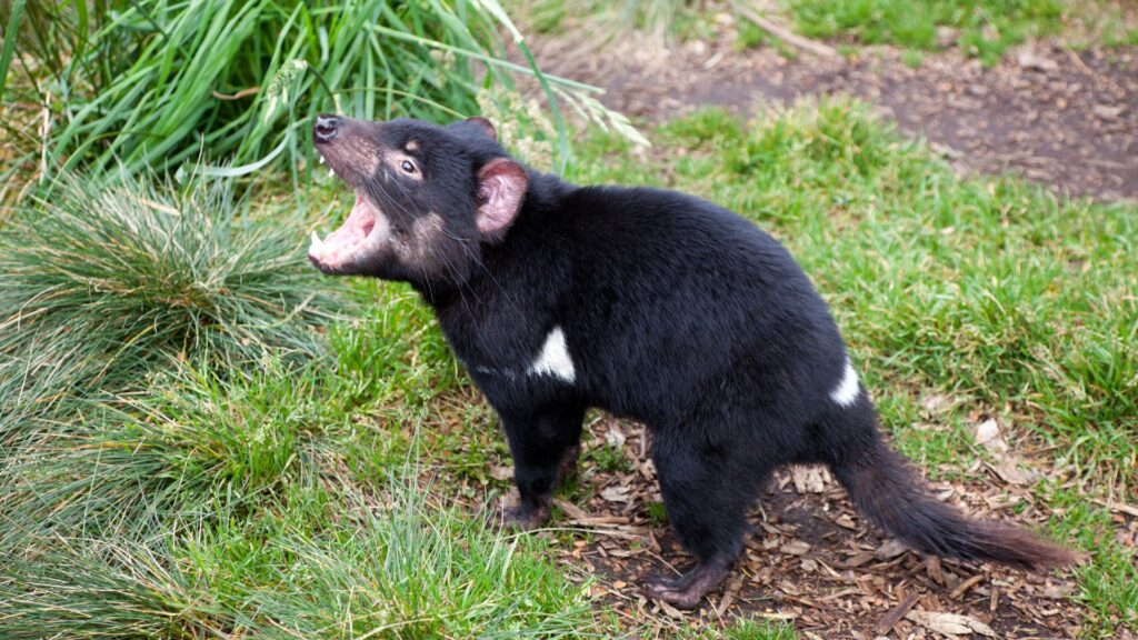 A Tasmanian devil looking angry