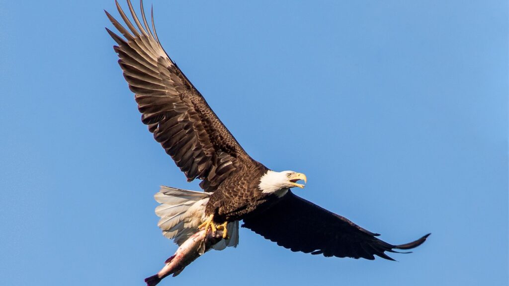 A bald eagle flying