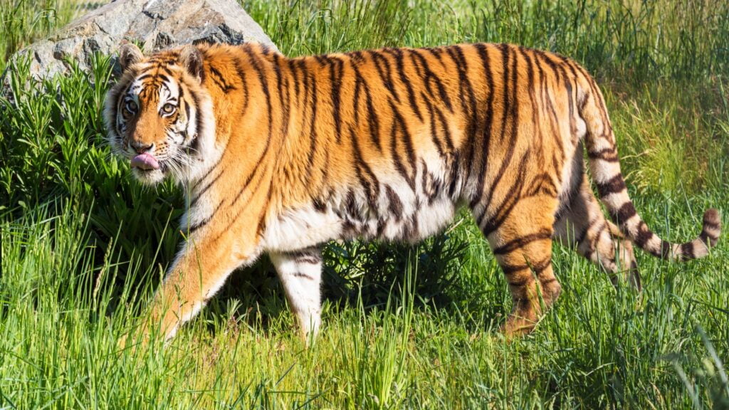 A bengal tiger displaying his tongue