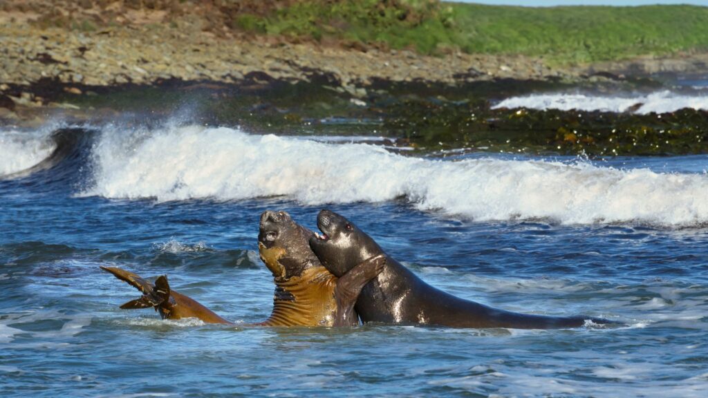 A bunch of Southern Elephant seals