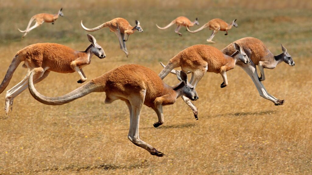 A bunch of kangaroos doing their thing