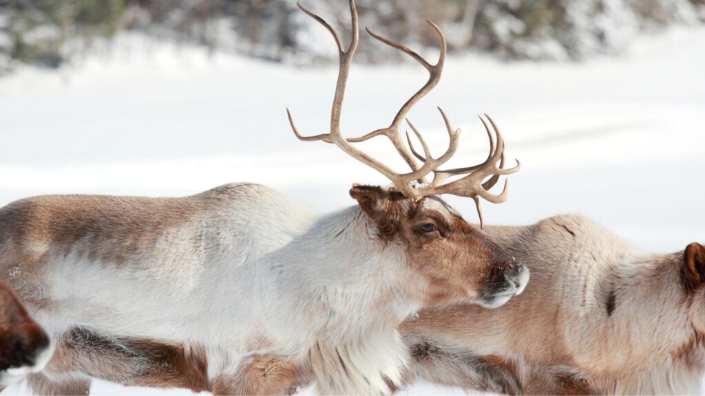 A caribou with white coat