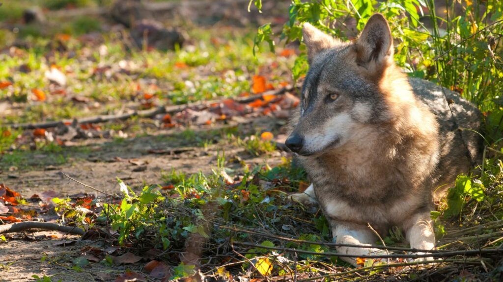 A gray wolf from Romania