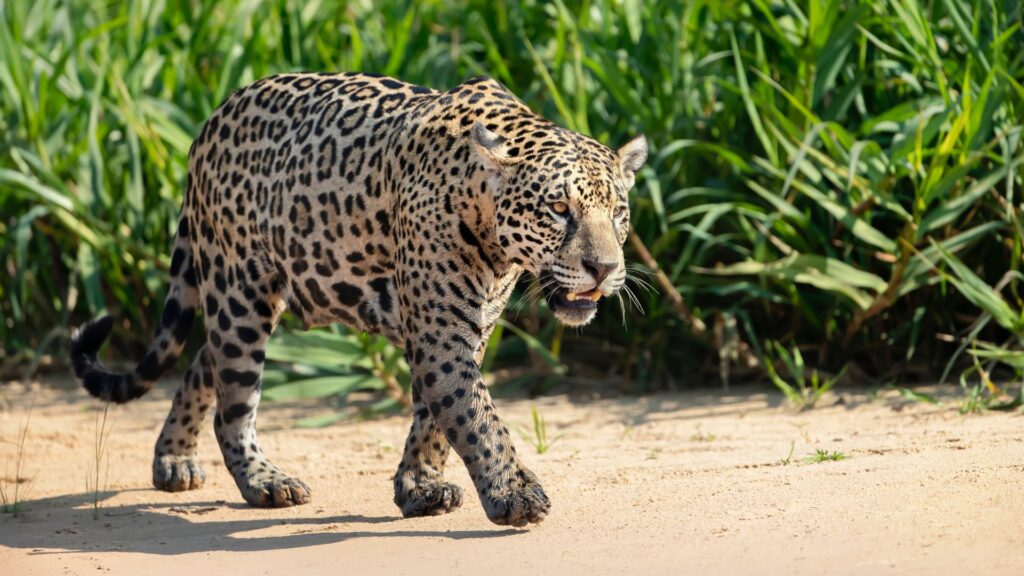 A jaguar from Pantanal