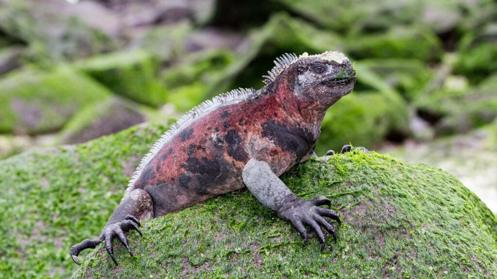 A marine iguana on land