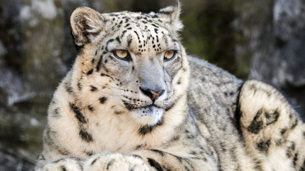A snow leopard
