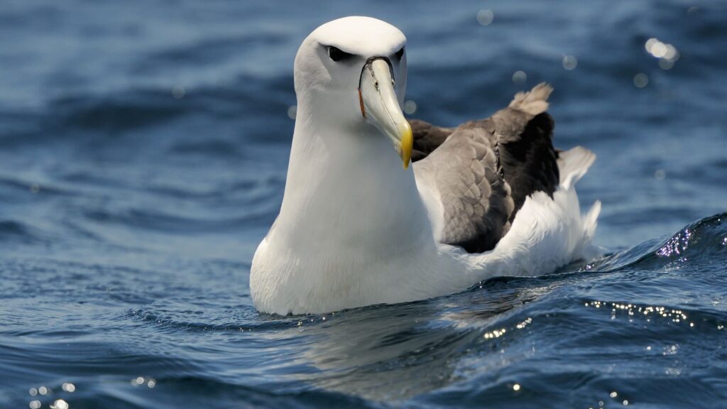 An albatross from Antarctica