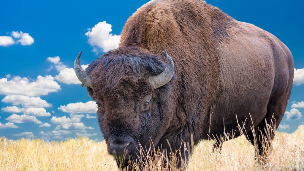 An American bison