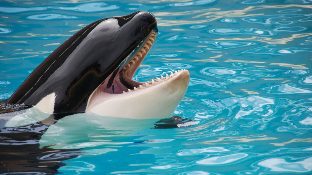 An orca