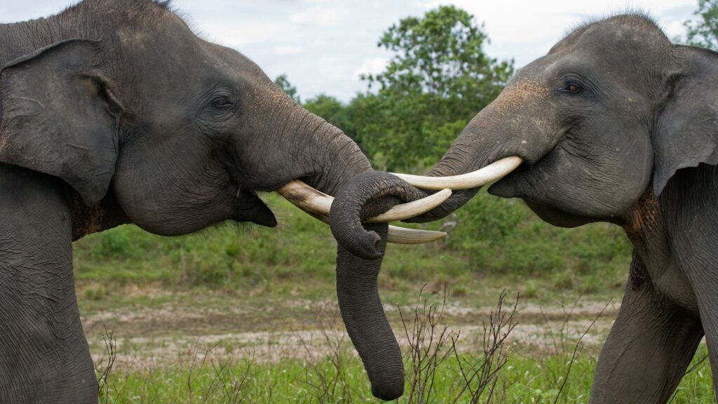 Asian elephants playing