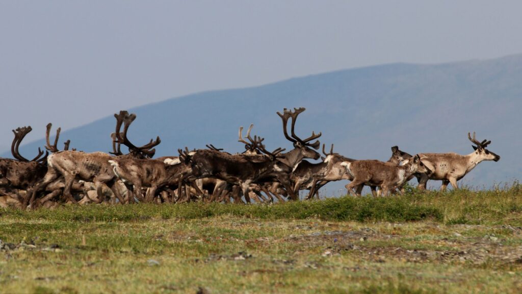 Caribou migrating at the Alaska-Canada border