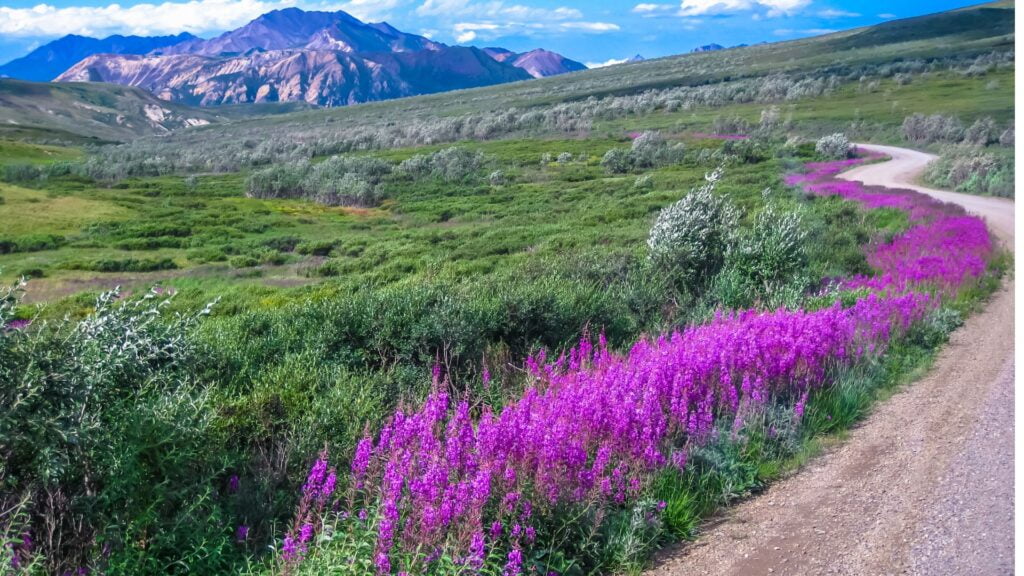 Denali National Park, Alaska