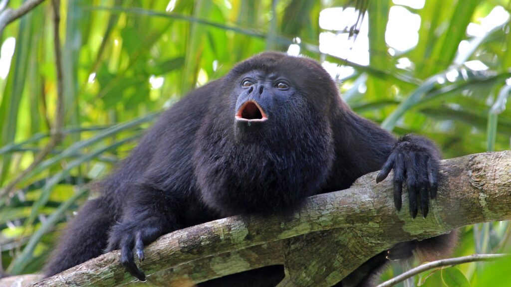 Howler monkeys