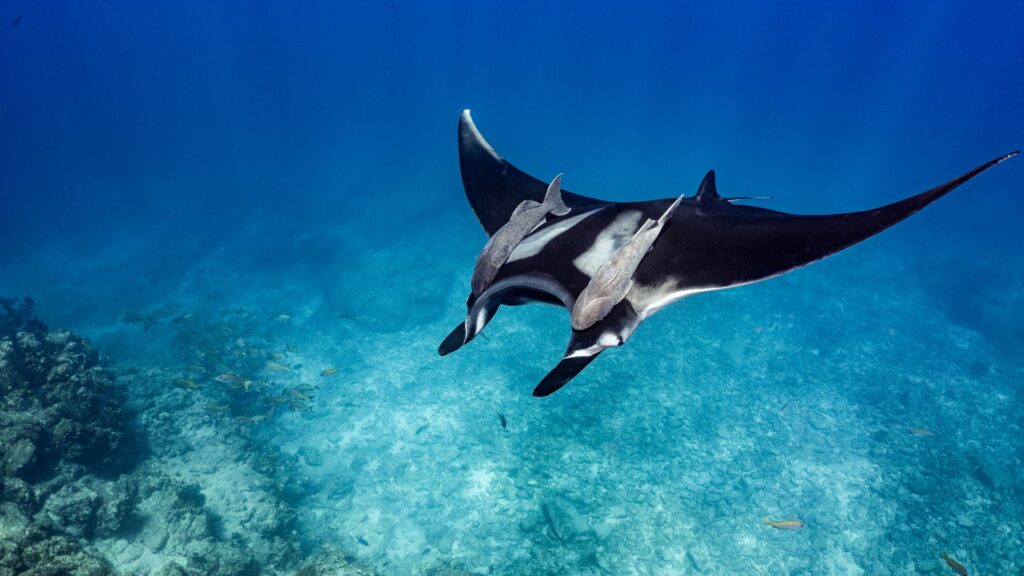 Manta rays