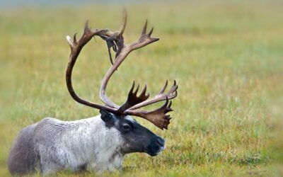 Meet the Caribou – The North American Reindeer