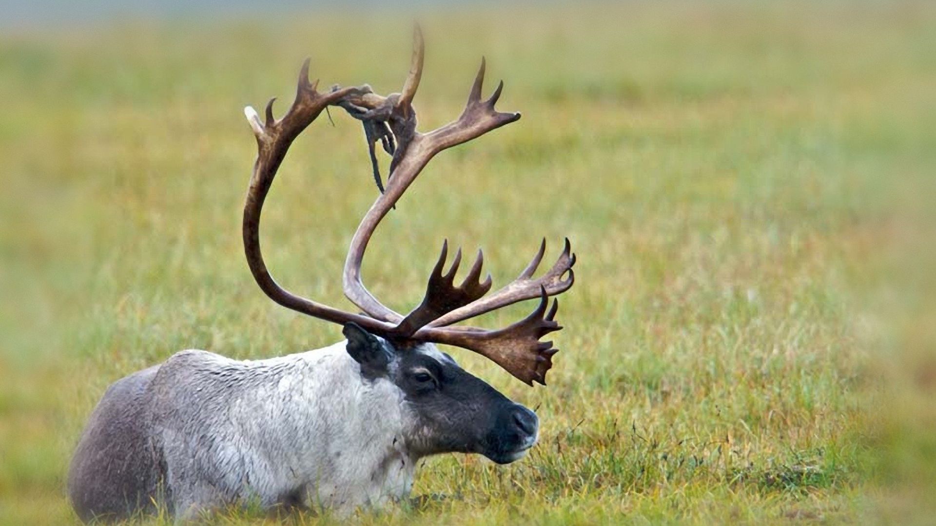 Meet the Caribou – The North American Reindeer