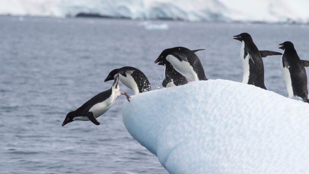 Penguins having fun in Antarctica