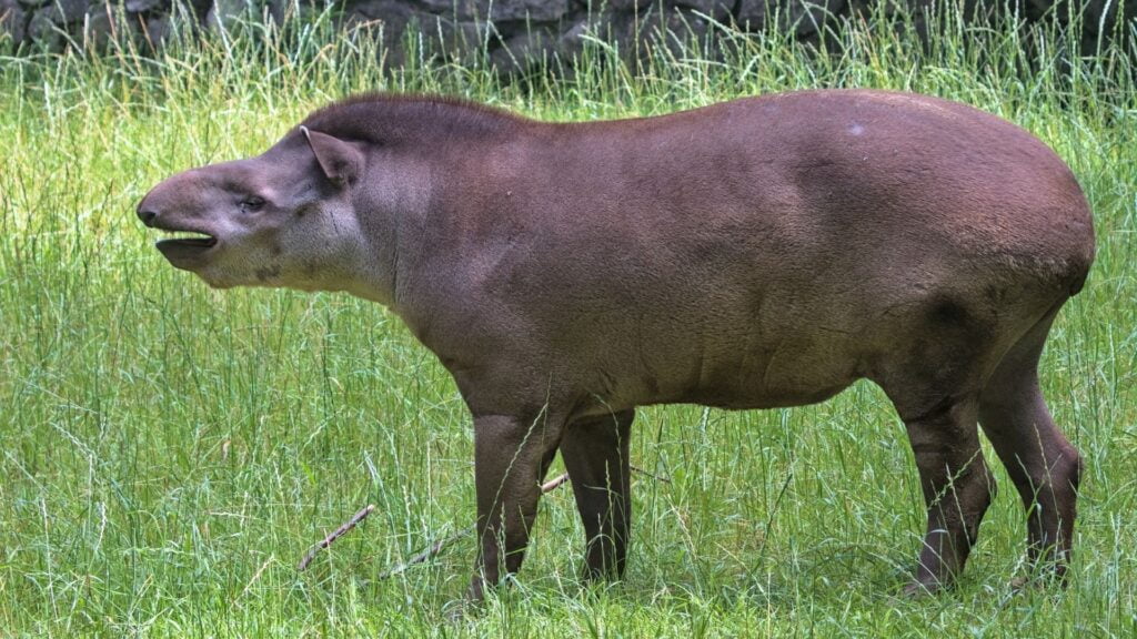 South American tapir