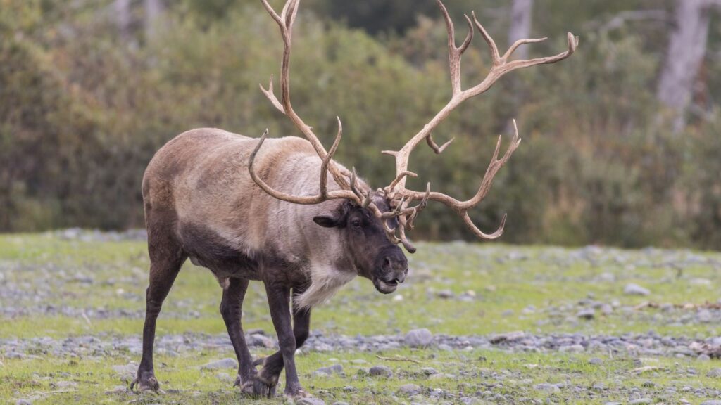The Barren-Ground Caribou