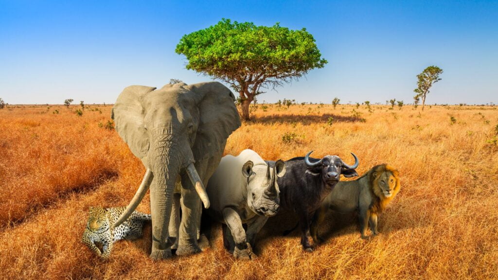The Big Five