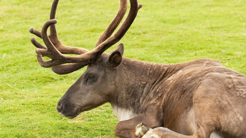 The Woodland Caribou
