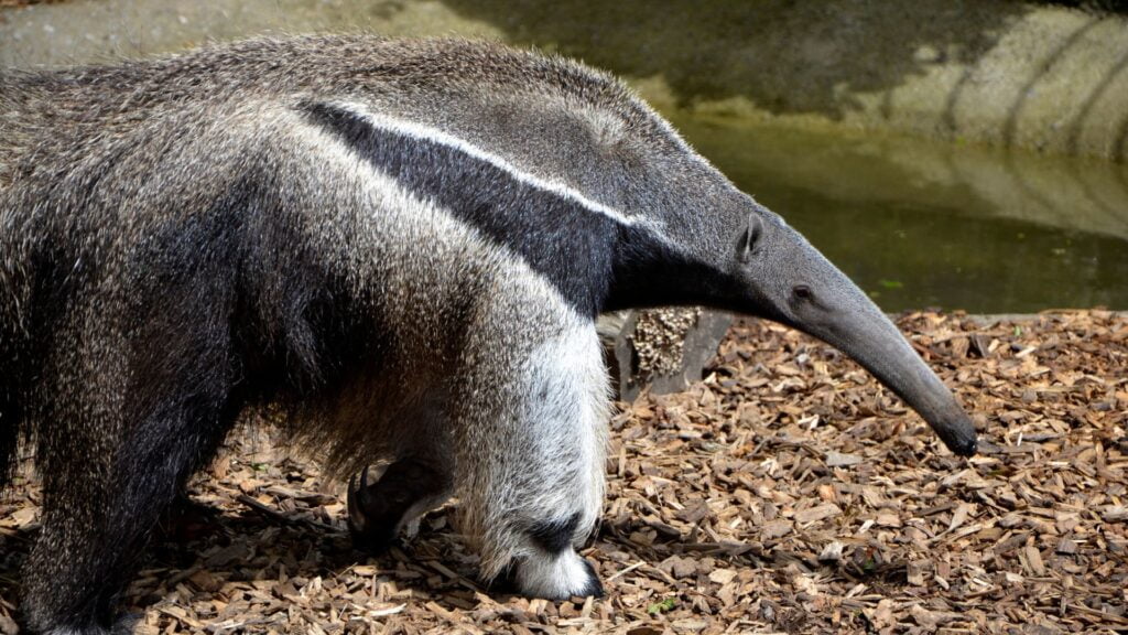 The giant anteater