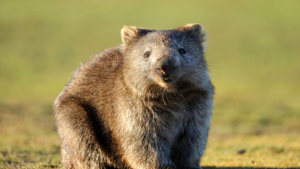 This is a wombat