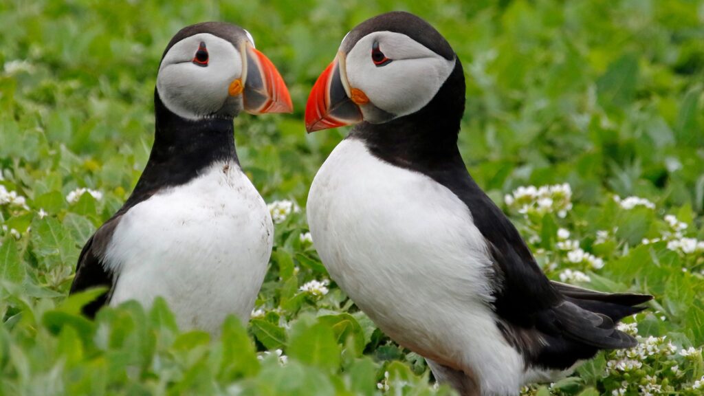 Two Atlantic puffins