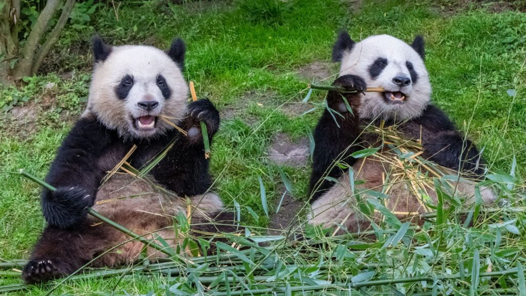 Two giant pandas eating bamboo