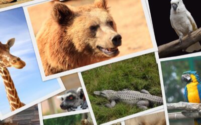 Wildlife Adventures for You: A List of Animals to See on Each Continent