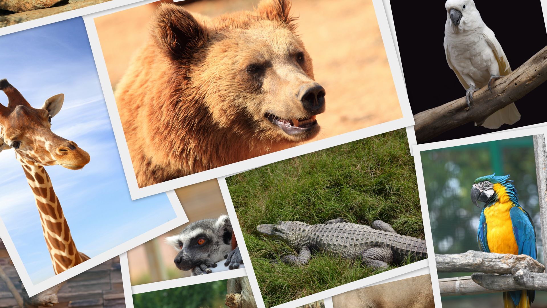 Wildlife Adventures for You A List of Animals to See on Each Continent Wildlife Adventures for You A List of Animals to See on Each Continent