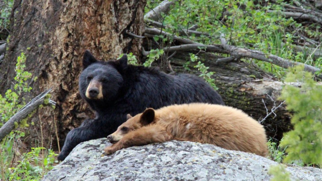 Yellowstone bears
