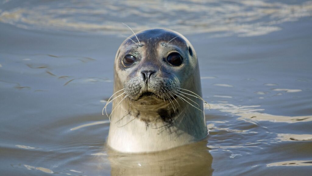A seal relaxing in the water