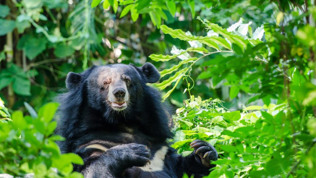 Asiatic black bear