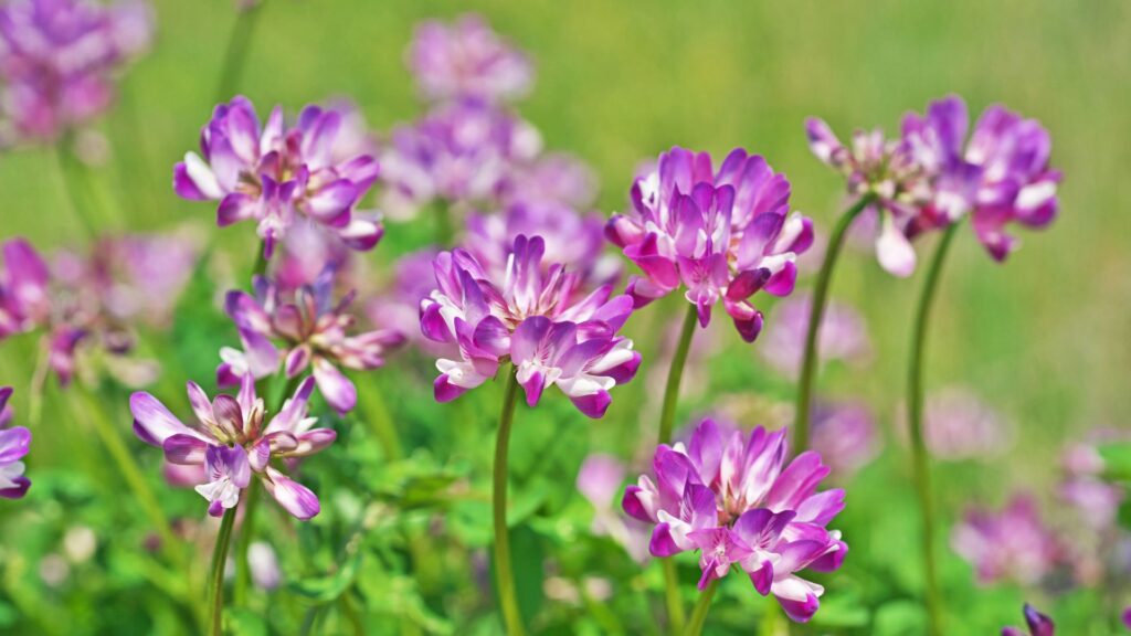 Astragalus