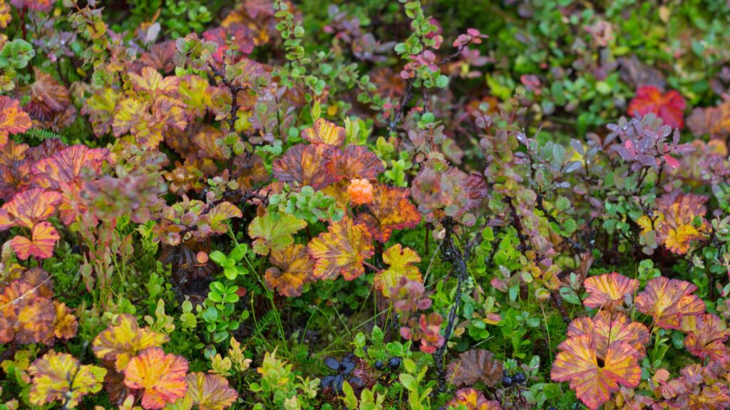 Cloudberry bush, Norway