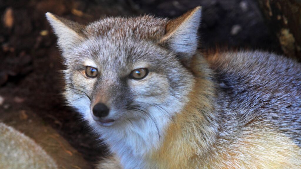Corsac fox