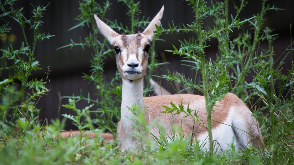 Goitered gazelle