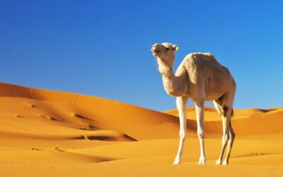 How to Survive in a Hot Desert