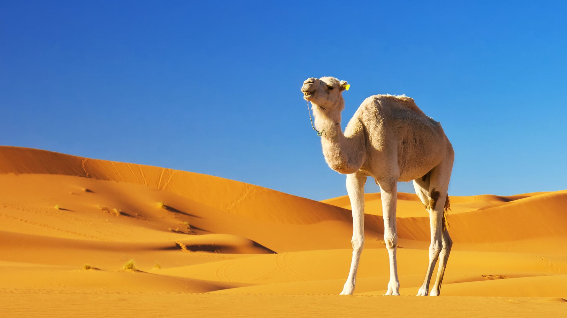 How to Survive in a Hot Desert How to Survive in a Hot Desert