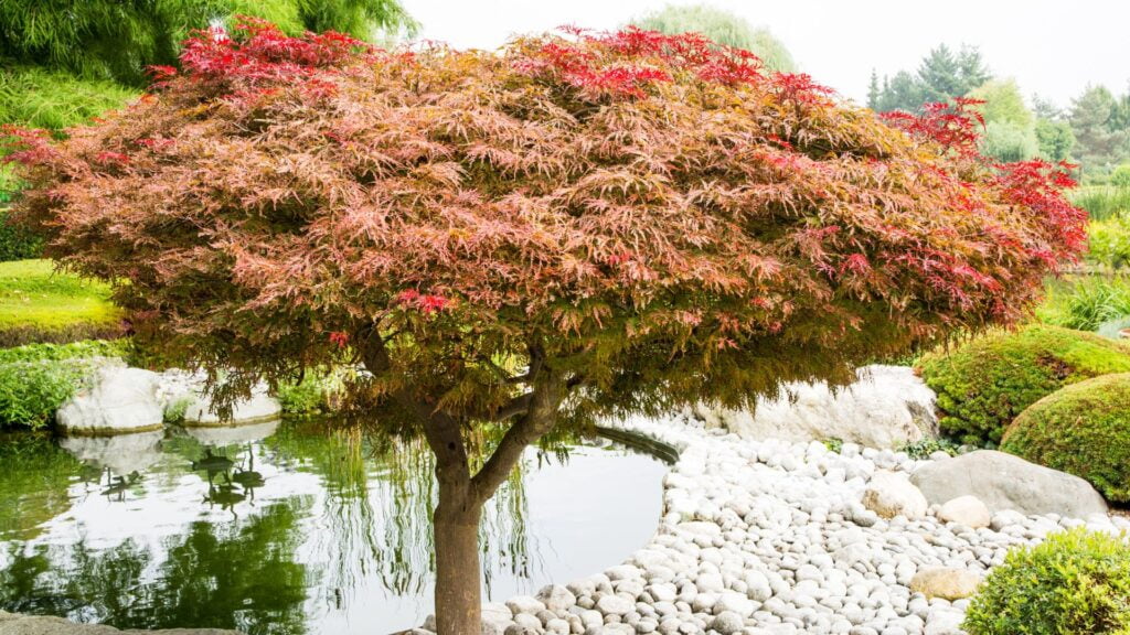 Japanese maple
