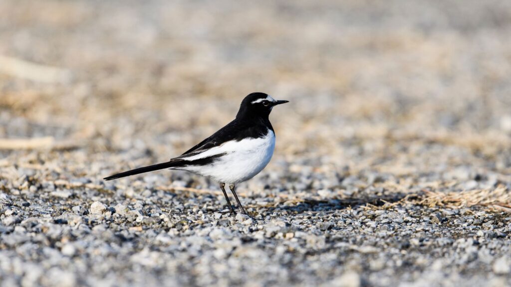 Japanese wagtail